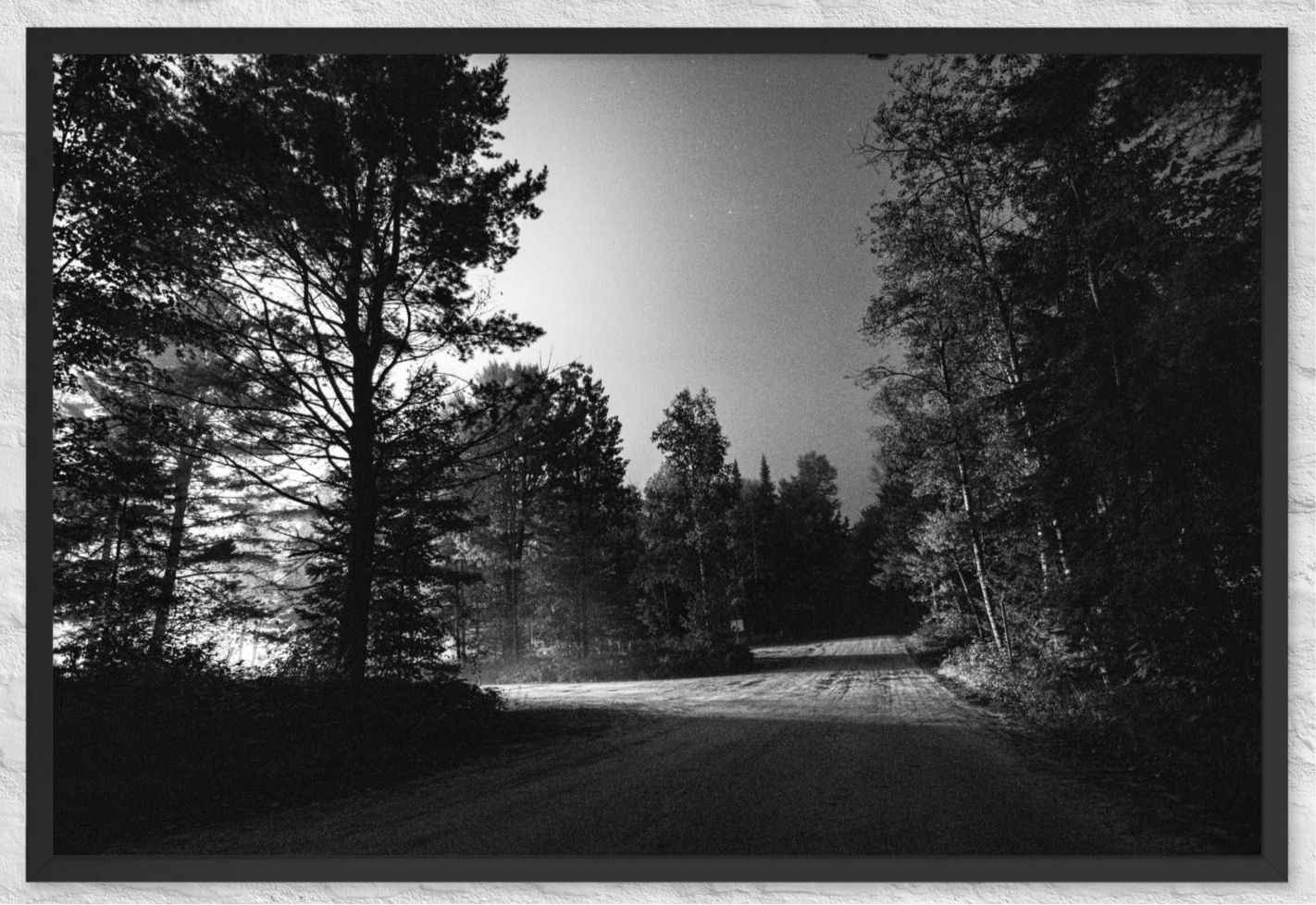 A night walk in the forest (B&W)
